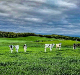 Dairy cows in a field